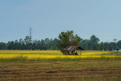 Scenic view of agricultural field against clear sky