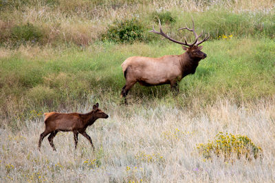 View of bull elk and baby in the rocky mountain national park near estes park, colorado.