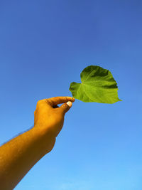 Low angle view of hand holding leaves against clear blue sky