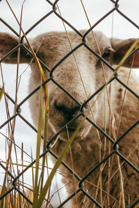 Close-up of horse seen through chainlink fence