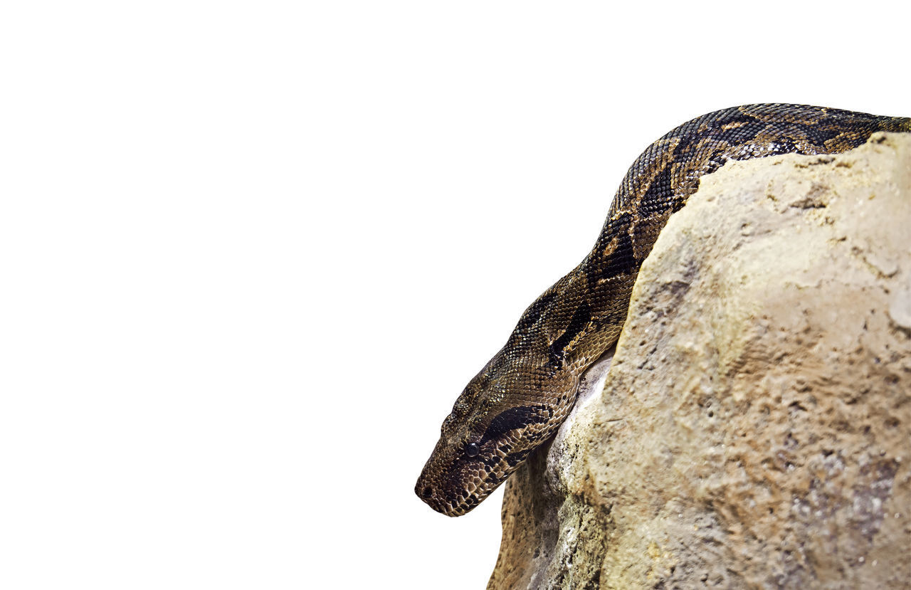 CLOSE-UP OF LIZARD ON ROCK AGAINST WHITE BACKGROUND