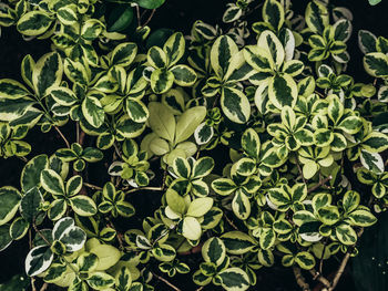 High angle view of potted plant leaves