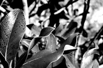 Close-up of succulent plant leaves