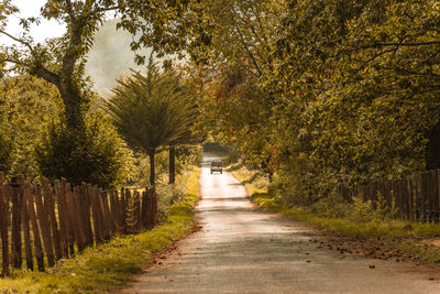 Road amidst trees in park during autumn