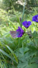 Close-up of butterfly on flower