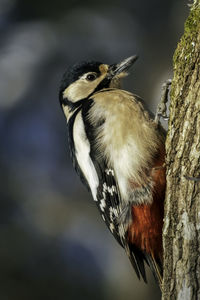 Close up of a great spotted woodpecker climbing the trunk of an oak tree.