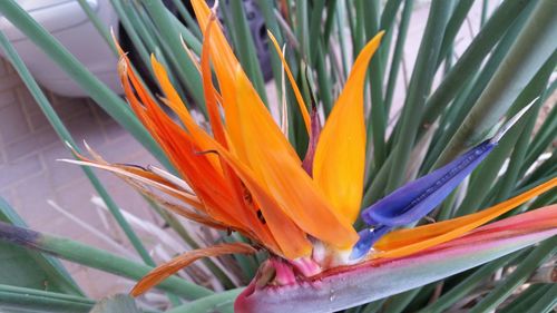 Close-up of multi colored flower