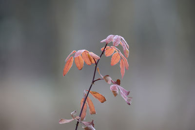 Close-up of wilted plant during autumn