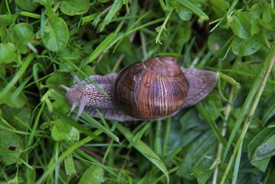 Close-up of snail on grass