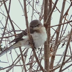 Low angle view of bird perching on branch