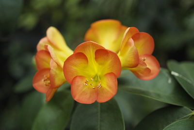 Close-up of orange rose flower