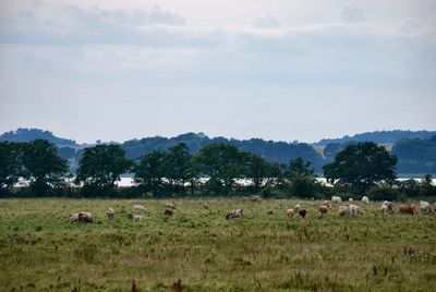 Horses grazing on field against sky