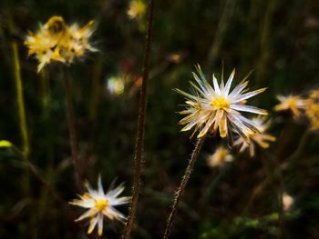 Close-up of yellow dandelion blooming outdoors