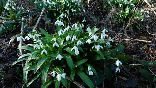 Close-up of flowers blooming on field