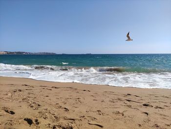 Seagull flying over beach