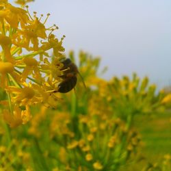 Close-up of bee on yellow flowers