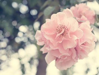 Close-up of pink rose