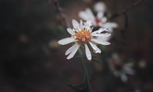 Close-up of white flower