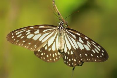 Close-up of butterfly