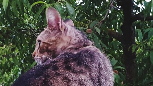 Close-up of a cat