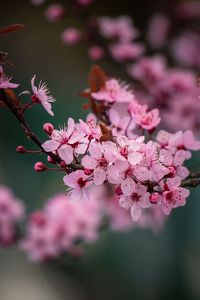 Close-up of pink cherry blossoms in spring