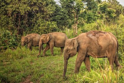 Elephants on field in forest