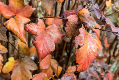 Close-up of maple leaves on plant