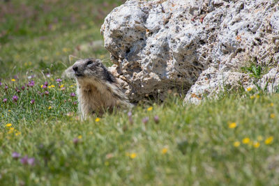 View of an animal on rock