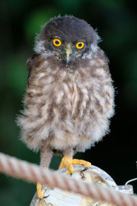 Close-up portrait of owl