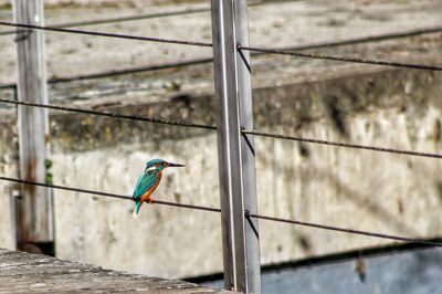 Close-up of bird perching outdoors