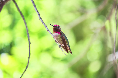 Close-up of a bird flying