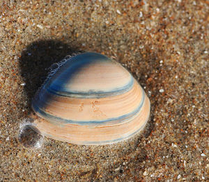 Close-up of seashell on sand at beach