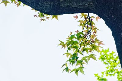 Low angle view of tree against clear sky