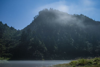 Low angle view of trees on mountain against sky