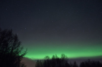 Low angle view of trees against star field at night