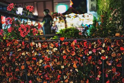 Multi colored flower plants at night