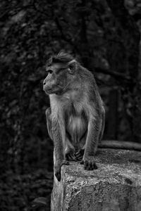 Monkey sitting on rock