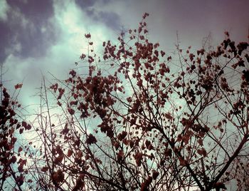 Low angle view of tree against sky