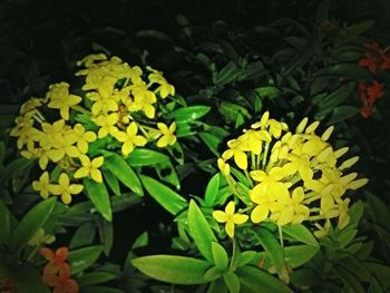 Close-up of yellow flowers blooming outdoors