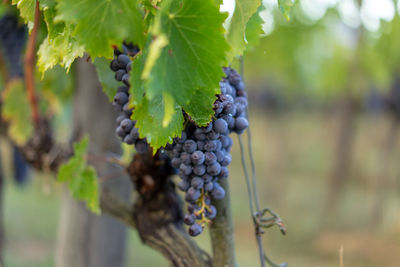 Close-up of grapes growing in vineyard