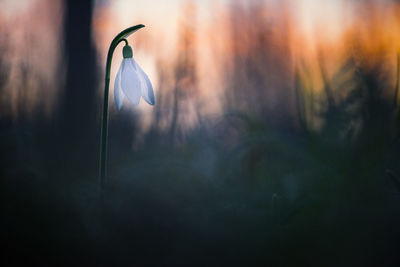 Close-up of plant growing on field against sky during sunset