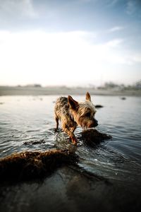 Dog swimming in lake
