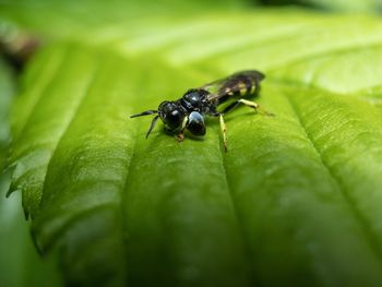 Close-up of fly on leaf