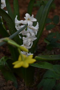 Close-up of white flowering plant