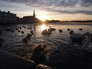 Swans swimming in water at sunset