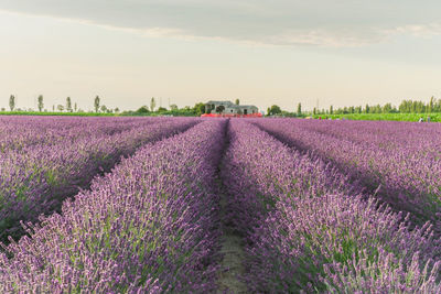 Scenic view of lavender field against sky