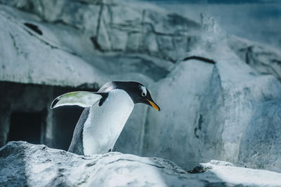 Gentoo penguin