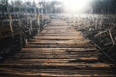 Boardwalk in forest