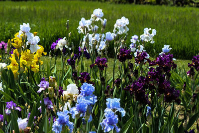 Purple flowers blooming in field