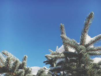 Low angle view of snow covered pine trees against clear blue sky